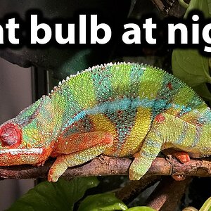 Do chameleons need a heat bulb at night?