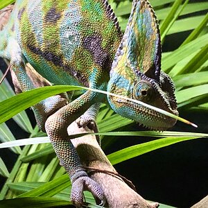 Portrait of Young Gentleman and his Branch