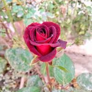 rose.jpg