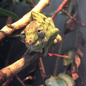 Staring F. minor male