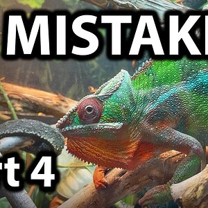 5 Chameleon care mistakes | Part 4