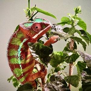 Exploring the Hibiscus