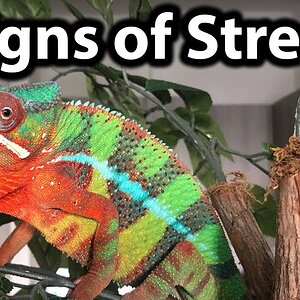 How to tell if a chameleon is stressed