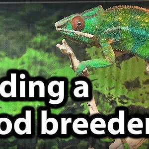 How to find a good chameleon breeder