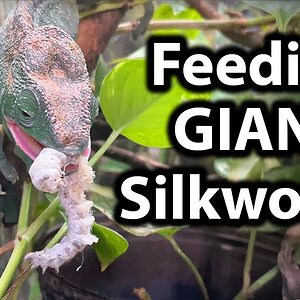 Feeding my chameleons GIANT silkworms