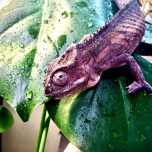 My beautiful female panther