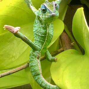 Silly Furcifer lateralis male