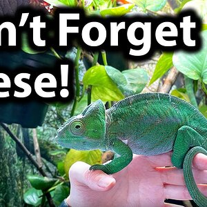 5 Commonly forgotten chameleon supplies