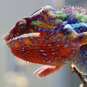 Colorful Panther