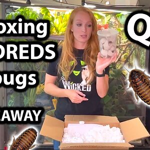 Bug unboxing Q&A + GIVEAWAY