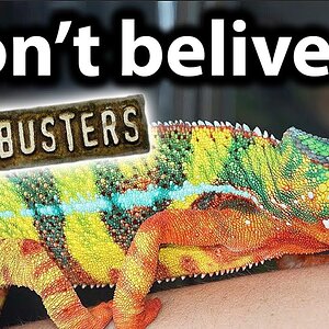 5 myths about chameleons PART 2