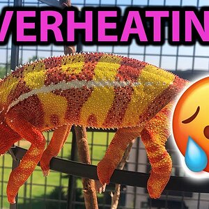 Tips for cooling off your chameleon in the summer