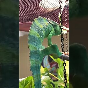 Santo drinking