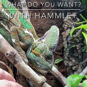 The Hand: a chameleon thriller
