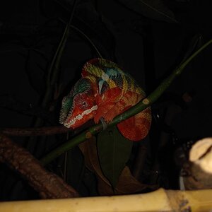 Chameleon forums vid contest entry! - 1 year of chameleon keeping!