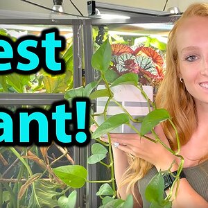 What is the best plant to use for a chameleon?