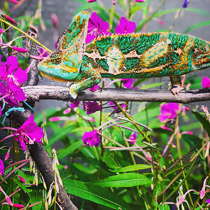 Ronald in the Fireweed