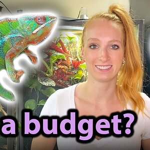 Owning a Chameleon on a BUDGET