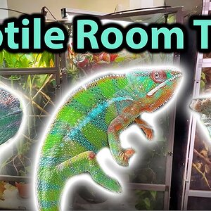 Reptile Room Tour | Chameleon Edition