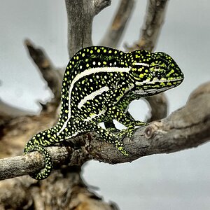 A spotty furcifer campani