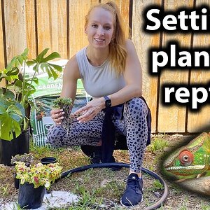 How to set up live plants for a pet chameleon