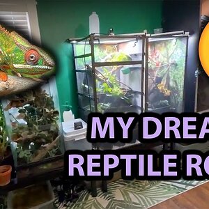 Building My DREAM Reptile Room!