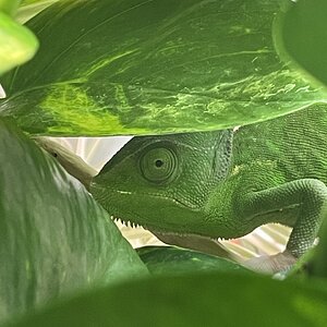 Green, green and oh! A chameleon!