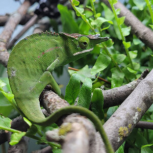 Chameleon 15