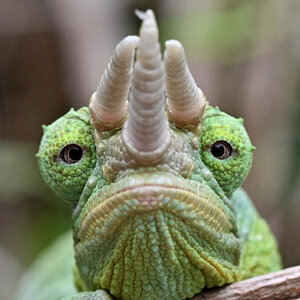 Chameleon 11