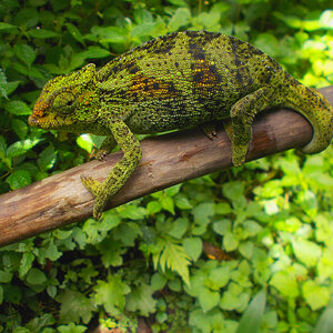Chameleon 10