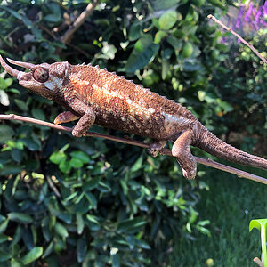 Chameleon 6