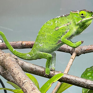 Chameleon 5