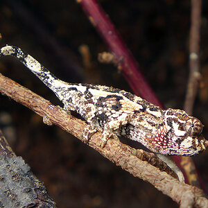 Chameleon 4