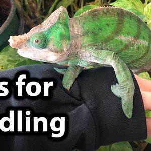 Tips for handling a chameleon