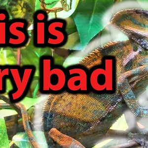 25 Signs your chameleon is SICK