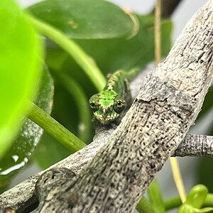 Male CBB calumma roaloko watching carefully