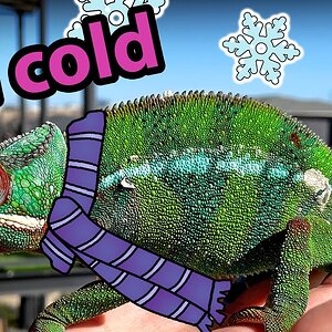 Tips for keeping a chameleon warm during the winter