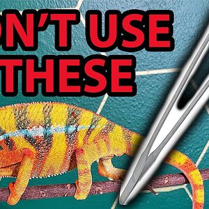 Tong feeding can be VERY dangerous for your chameleon