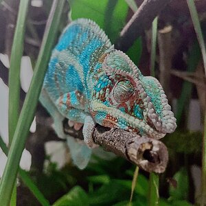 "The Rainforest's Hidden Gem: A Sleeping Chameleon on a Branch"
