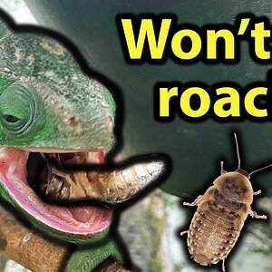 How to get your chameleon to like dubia roaches