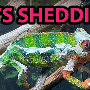 What to do if your chameleon is shedding