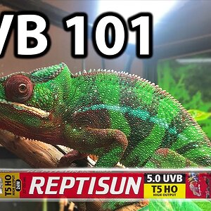 What UVB bulb do chameleons need?