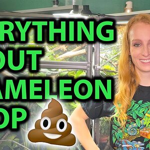 Everything you need to know about chameleon poop
