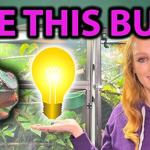 What heat bulb does a chameleon need?