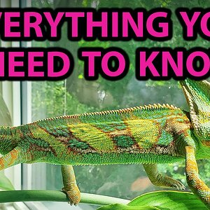 ULTIMATE VEILED CHAMELEON CARE GUIDE