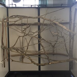 Branching on a DS Atrium