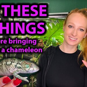 What to do one week before getting a chameleon