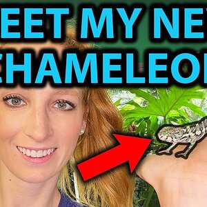 First 24 hours with a baby chameleon