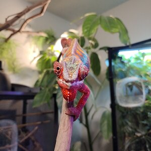 Curious Atlas