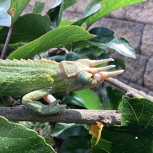 The Curious Explorer